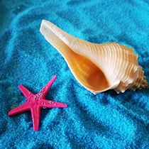 Yellow Horn Natural Marine Snail Shell Handicraft Aquarium Building View Creative Home Terrace Decoration Shooting Props