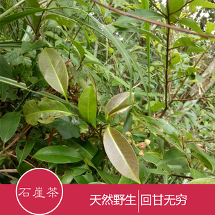 包邮正品野生石崖茶叶广西金秀大瑶山纯天然石岩茶猴摘茶250g散装