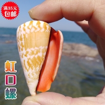 Natural Sea Snail Shells Red Mouth Snail Fish Tank Decoration Ground Floor Wall Stickup Shop Window Display Home Decoration Pendulum