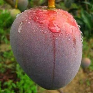 吉禄芒果90包邮仅限北上广 天津 河北 福建 江