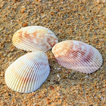 Natural Birdtail shell conch Mediterranean home fish tank decorations creative succulent plant small flower pot scallops