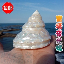 Natural sea snail seashells large luminous snails collection of gifts and gifts Home Decorative Creative View Tricks of the house