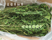 2箱包邮~22年头茬精品烘干苜蓿草龙猫兔子豚鼠750G