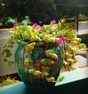 一花源多肉植物碧玉莲办公室内阳台客厅绿植小盆栽迷你奇趣肉肉