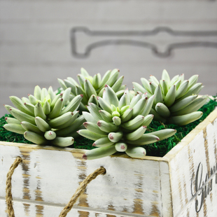 佛手 仿真多肉植物人造 手感塑料仿真佛手指植物 假绿植绿色室内装饰