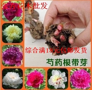 庭院地栽盆栽花卉绿植 芍药苗 芍药种根 芍药根块 当年开花易种植