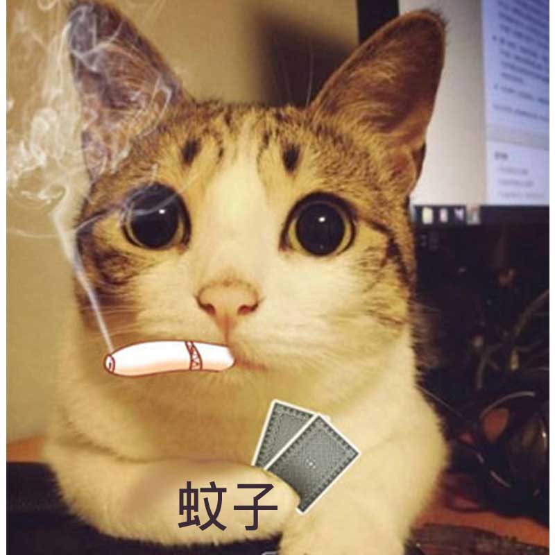 蚊子的阿猫阿狗