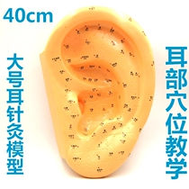 Large ear acupuncture point model 40cm ear ear acupuncture base home teaching ear point mannequin figure