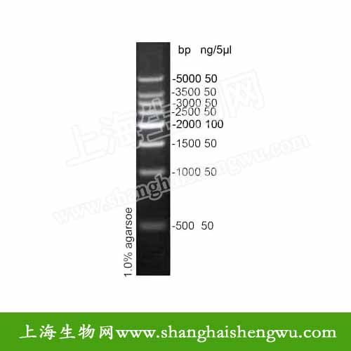 DL500 50T 25UL DNA 마커 DNA 분자량 표준 R0408 핵산 전기 영동 DL500 50T 25UL DNA 마커 DNA 분자량 표준 R0408 핵산 전기 영동
