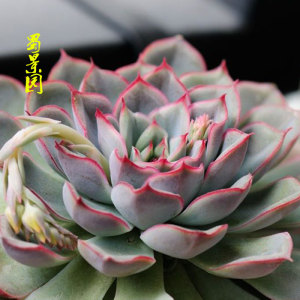 武仙座武宁座 多肉肉植物花卉 进口多肉植物 爱