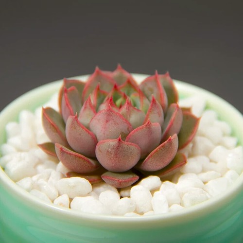 老哥多肉园 玫瑰夫人多肉植物花卉状态好优品多肉防辐射精品多肉_7折