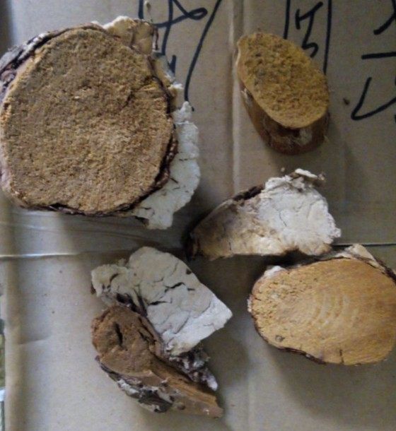 茯神木 黄松节 松节 茯神心 茯神心木 500克