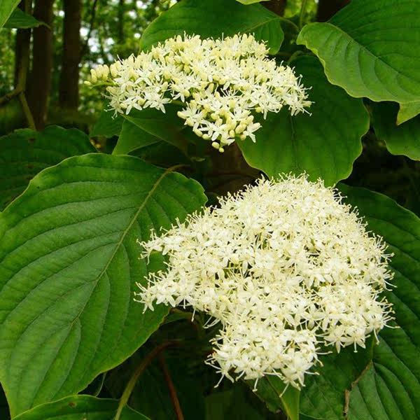 灯台树16盆栽室内苗花卉阳台花观花植物