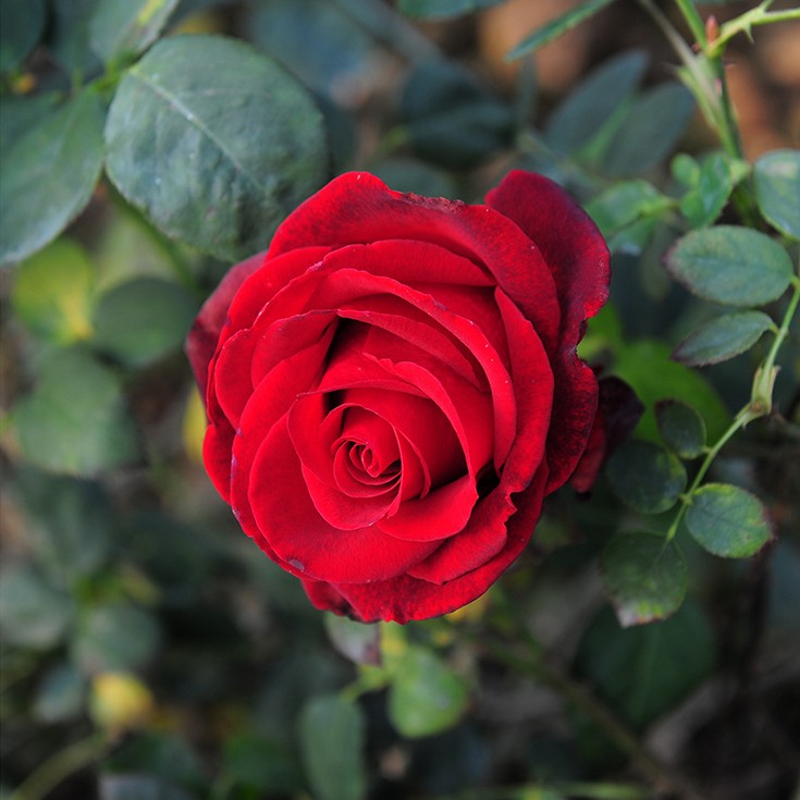 特价 玫瑰花苗 花卉绿植物室内外盆栽景观 切花玫瑰花苗当年开花产品展示图2