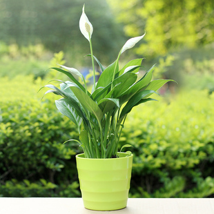盆景 客厅办公室内桌面花卉盆栽 绿植盆景白掌防辐射除甲醛植物