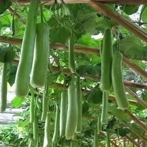 蔬菜长瓠子瓜阳台庭院种菜盆栽植物种植易播种