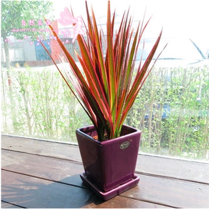 五彩千年木盆栽 三色龙血树 七彩铁 红铁树 吸甲