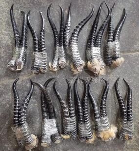 【特价】刀把 热卖精品野生黑山羊角 中药 diy刀把刀