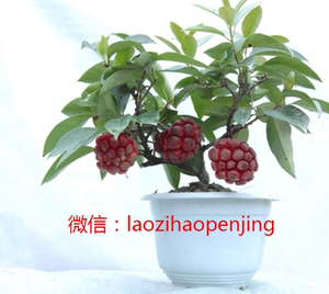 果树苗 菠萝葡萄苗 布福娜苗盆栽 黑老虎苗南方