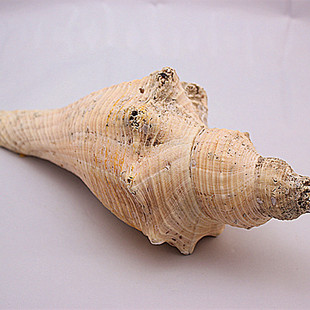 海螺 密宗法器法事道士专用号角 包邮天然海螺贝壳瑕疵长香螺老角香螺