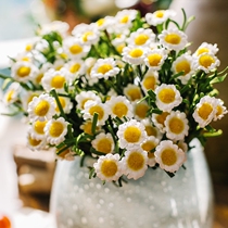 Find a daisy emulation small chrysanthemum flowers Flowers Fake Flowers Decoration Flowers PE Flowers Fields Garden Fresh table Living room Bedrooms