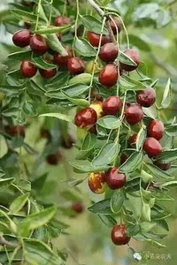 燕国衣舍 山西运城稷山板枣 自家种植 干枣 纯天