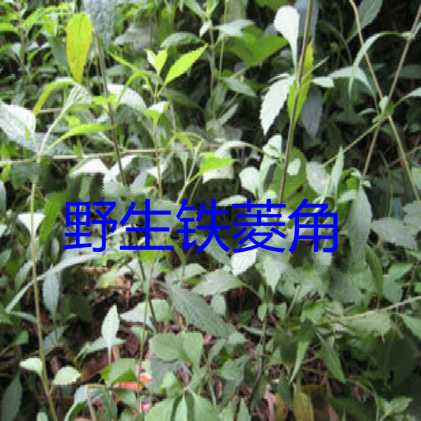 寿宁特产纯天然野生铁菱角 拳头 四角茶 溪荷 特价500克