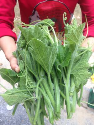 湖南邵阳南瓜叶新鲜南瓜藤农家南瓜头南瓜梗南瓜尖500g有机蔬菜_不