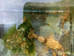 沙塘鳢塘鲤虎头鲨凶猛鱼活体原生鱼观赏鱼淡水