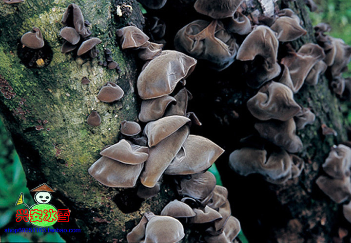 内蒙古呼伦贝尔大兴安岭东北特产特级野生秋黑木耳干货根河黑木耳