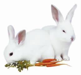 兔子、兔宝宝、小白兔活体、兔子用品、宠物兔