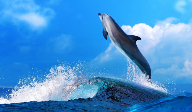 普吉岛自由行 普吉海豚馆一日游/dolphins bay phuket 可选接送