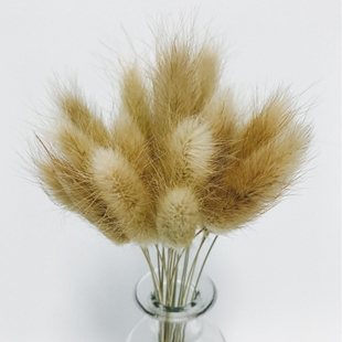 天然干草尾巴草干花欧式复古客厅装饰插花鼠尾草 兔尾草