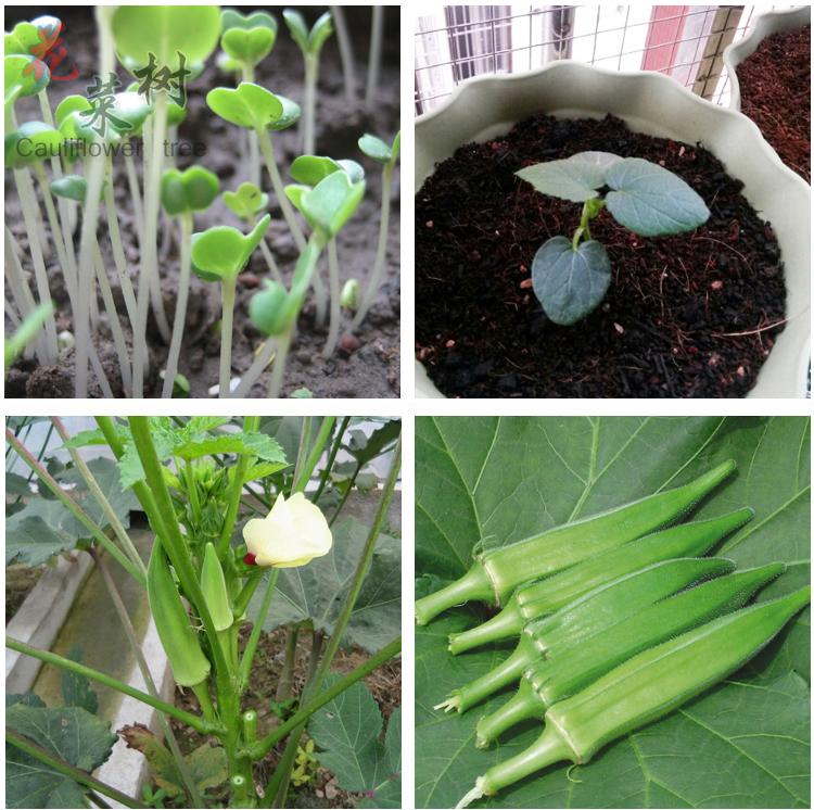 秋季播黄秋葵蔬菜种子四季阳台种菜苗室内盆栽食用植物青菜果蔬籽 青