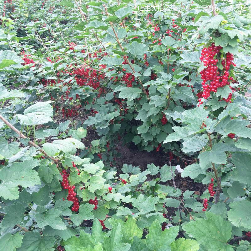 红加仑果树苗红豆苗红醋栗苗红灯笼果苗南北方种植当年结果红色果