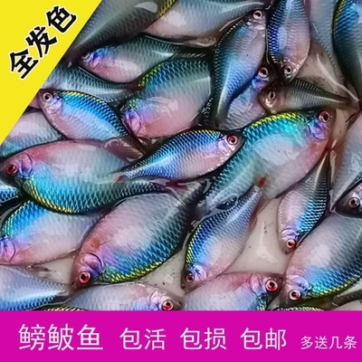 鳑鲏鱼 七彩