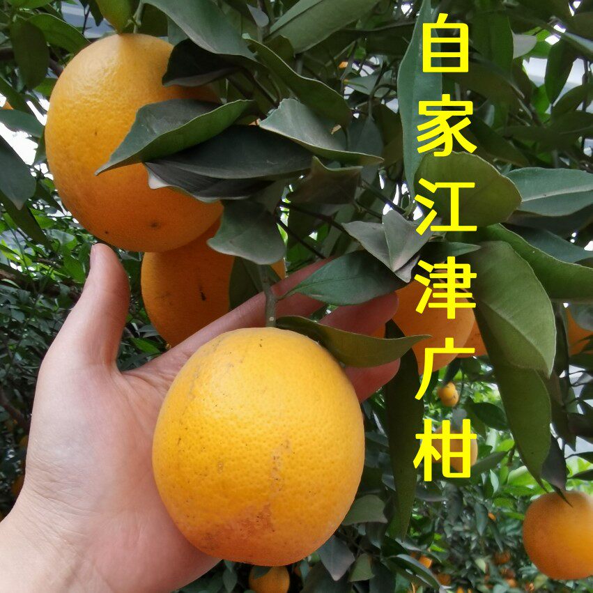 江津广柑油溪锦橙自家果园四川广柑重庆鹅蛋柑子榨汁泡酒包邮