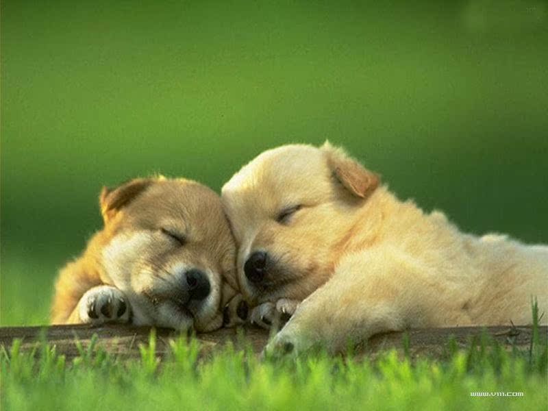 其实不光是猫猫狗狗,对于所有动物我们都该去爱护,去关心~!