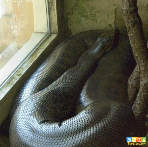 四川发现一罕见巨蟒