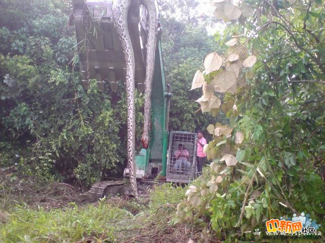 辽宁蛇灵事件,140岁大蛇(图)(转载)