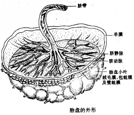 其实,在粤港,吃胎盘历史由久,也为常事,不但如此,甚至于羊,牛胎盘现在