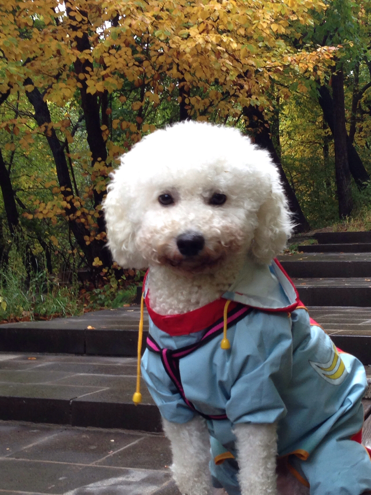 爱吃肉肉的小白爱漂亮