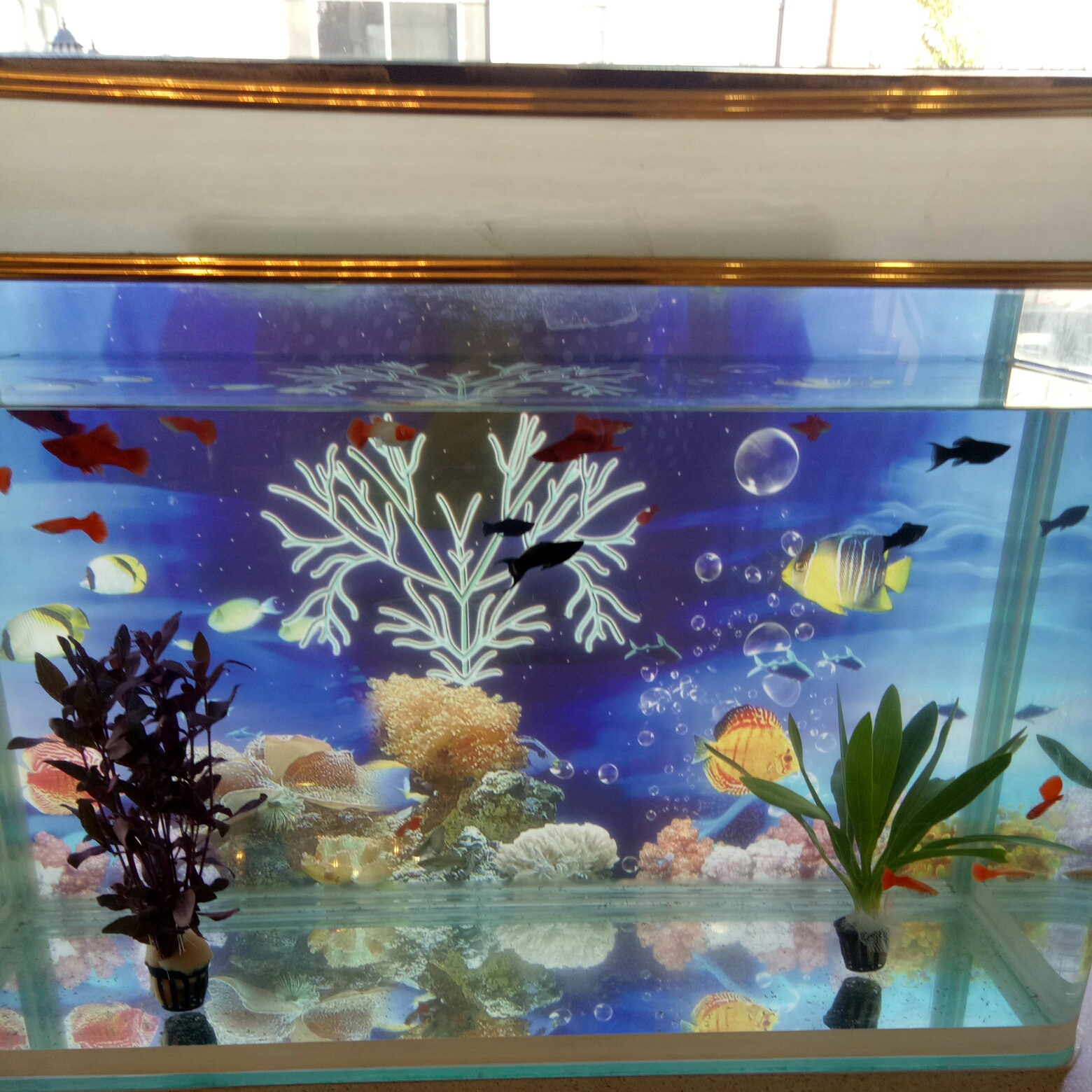 绛紫的舟形乌头