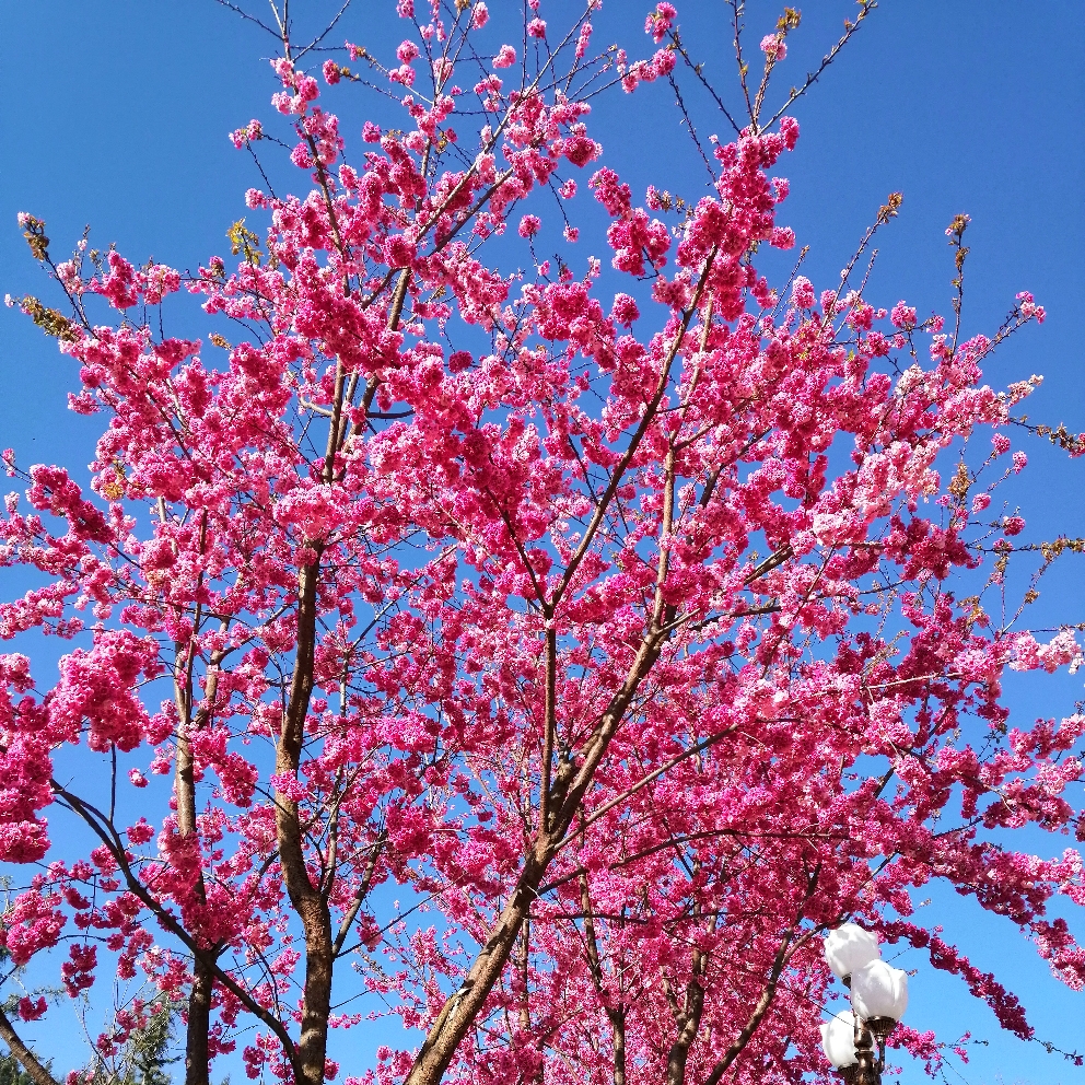 魔术师之俊杰