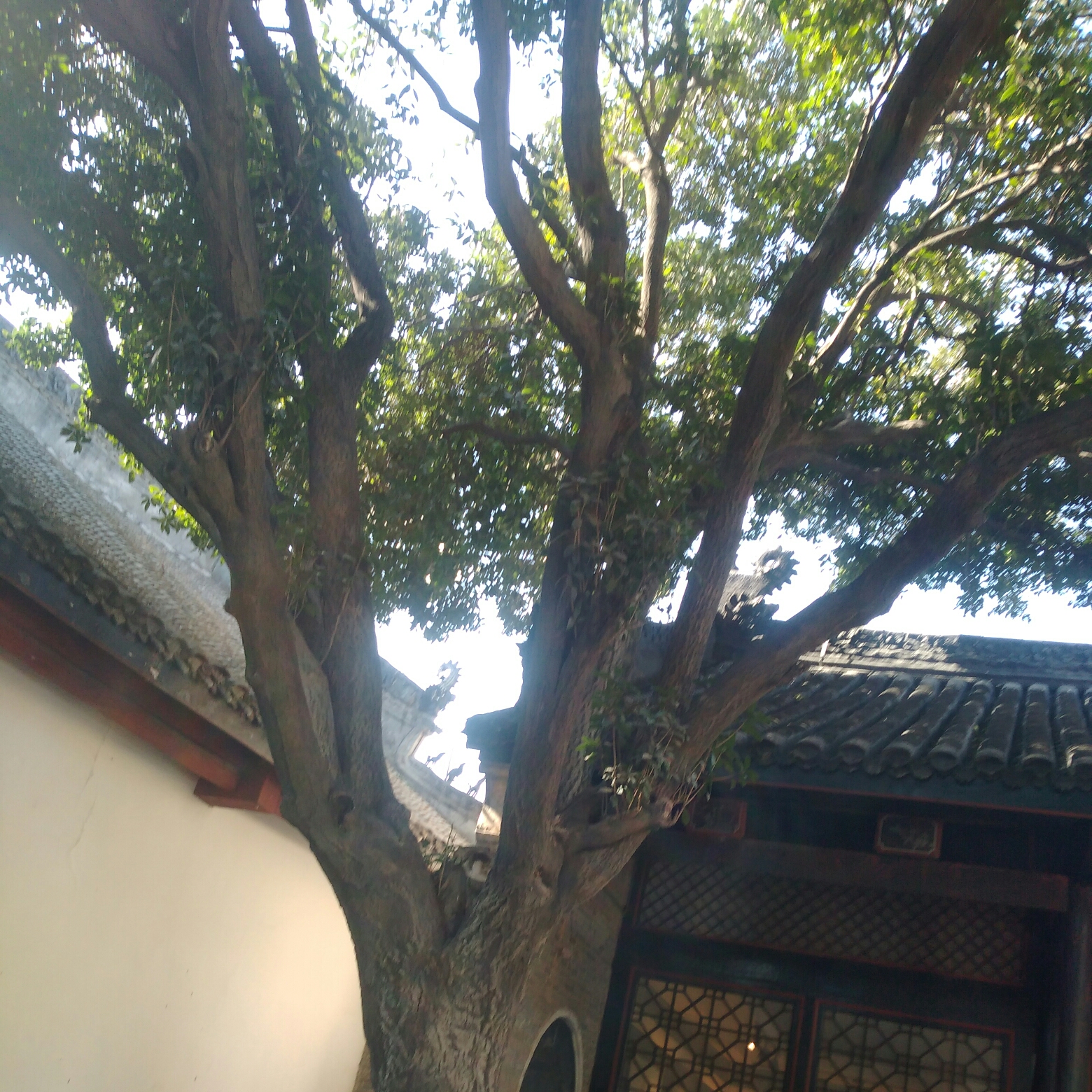 浅黄的苏里南苦樱桃26