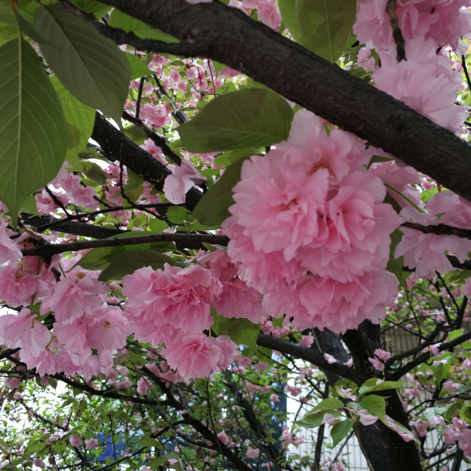 阳光照到北半球