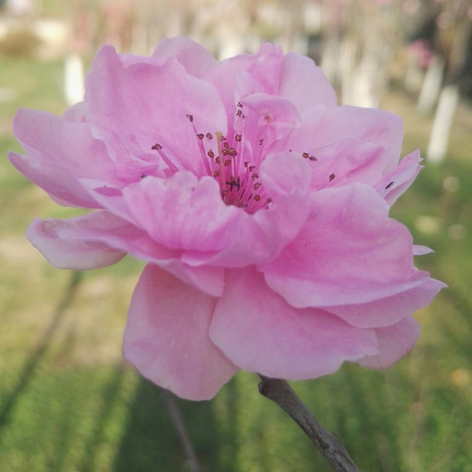 老兰州精品白茶