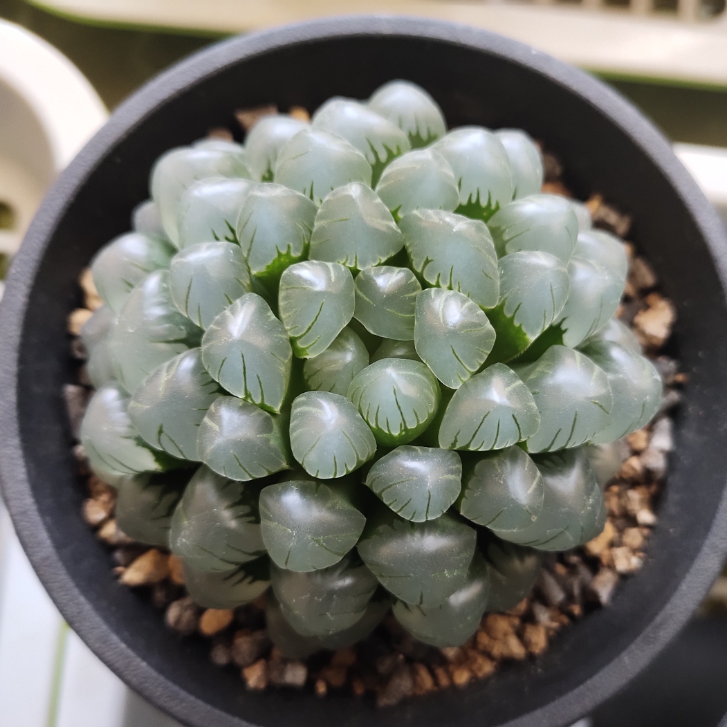 红烧排骨变火锅