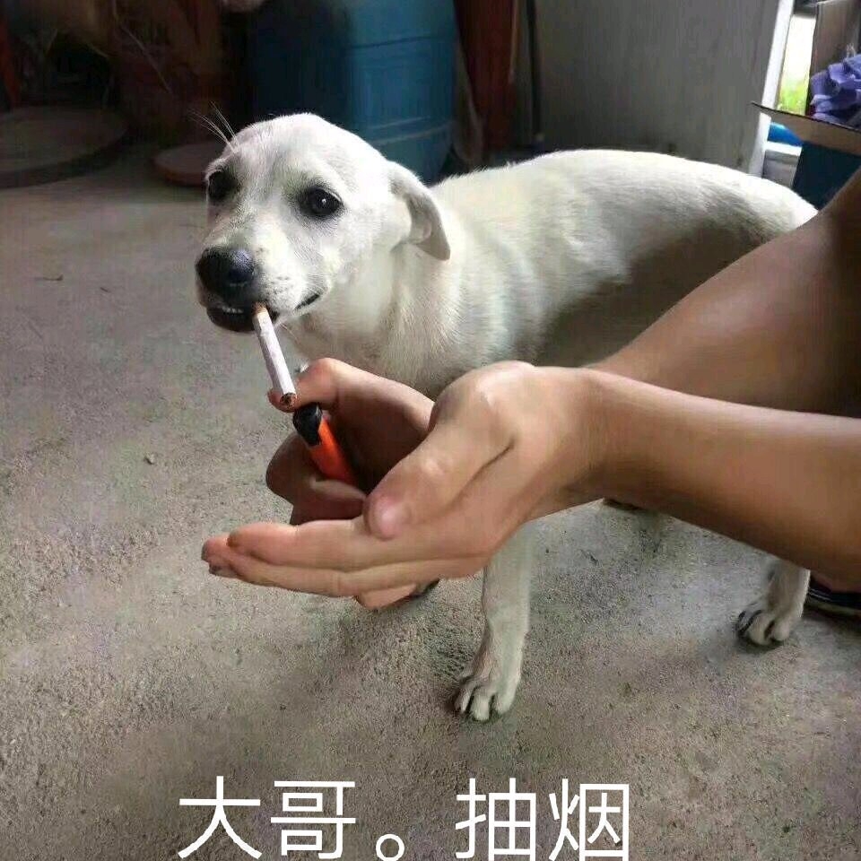 爱吃三丁炒肉的蜜糖11