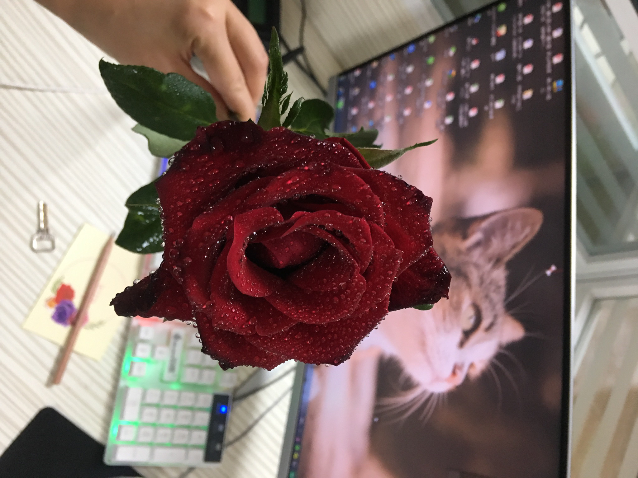 我依然安好丫头